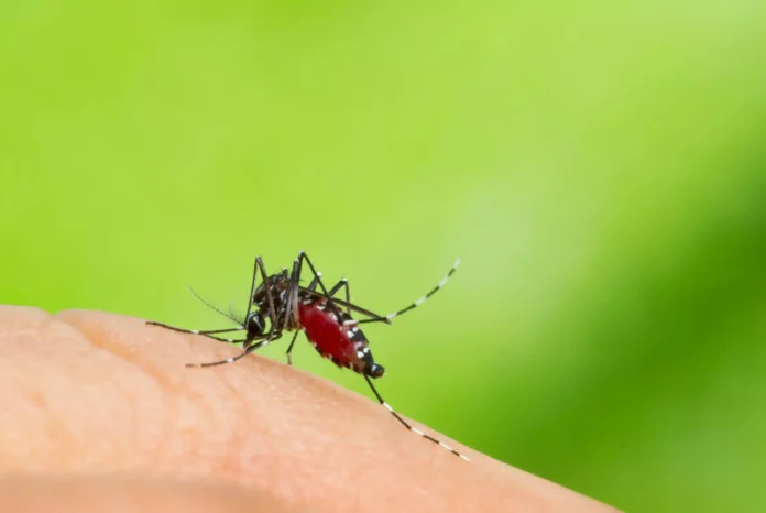 France reports 10 cases of dengue fever in Sainte-Cecile-les-Vignes