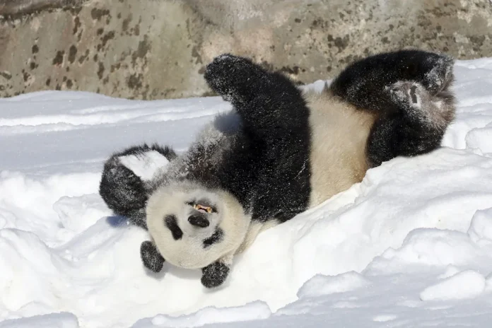 Finland to return two pandas to China due to financial problems, lack of tourists