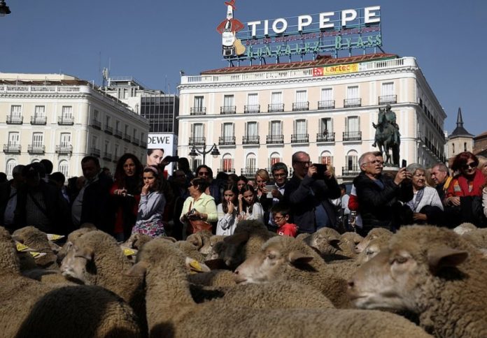 Spain cancels annual spectacle of sheep herding to avoid spreading bluetongue