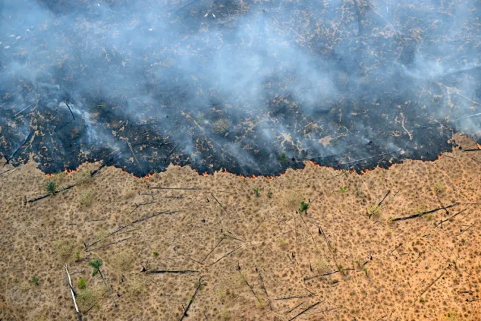 EU parliament loosens delayed anti-deforestation rules