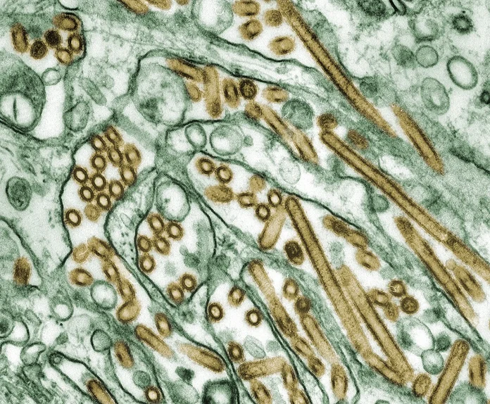 US first bird flu death reported in Louisiana