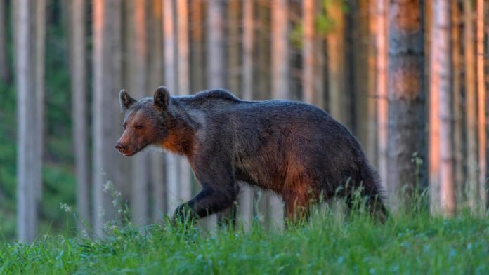 Slovakia approves selling meat from hunted bears