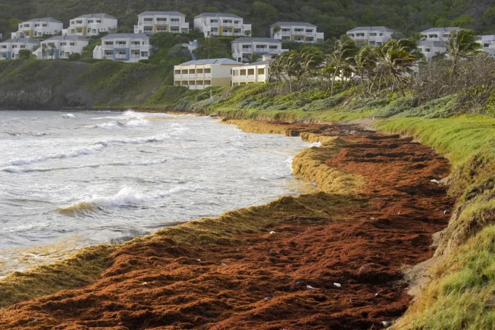 May saw record number of seaweed in Caribbean Sea