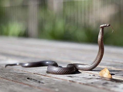 2-year-old boy bites cobra snake to death in India