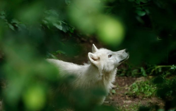 wolves