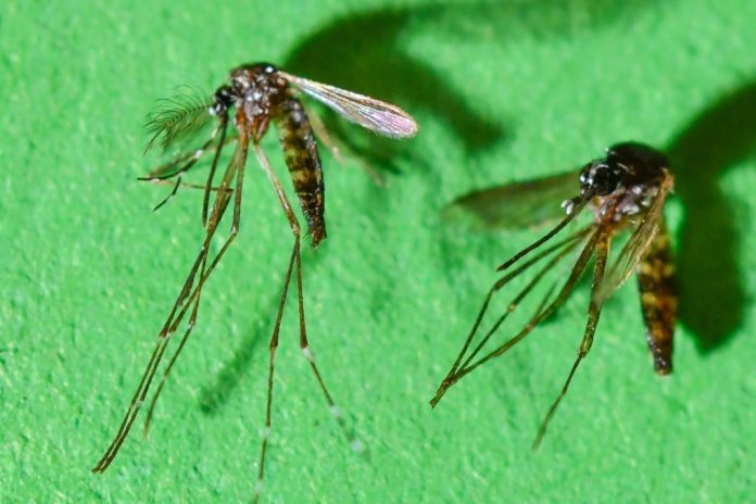 UK reports increase in cases of chikungunya fever